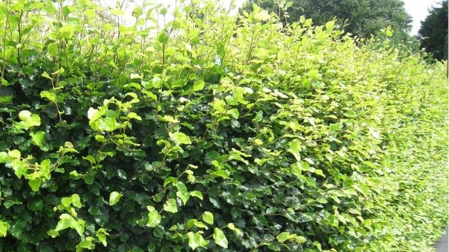 Fagus-sylvatica-hedging-plants-p314-1249_medium_web
